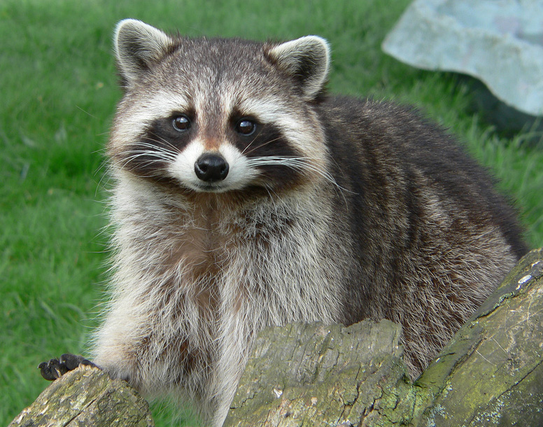 tennessee-state-wild-animal-raccoon