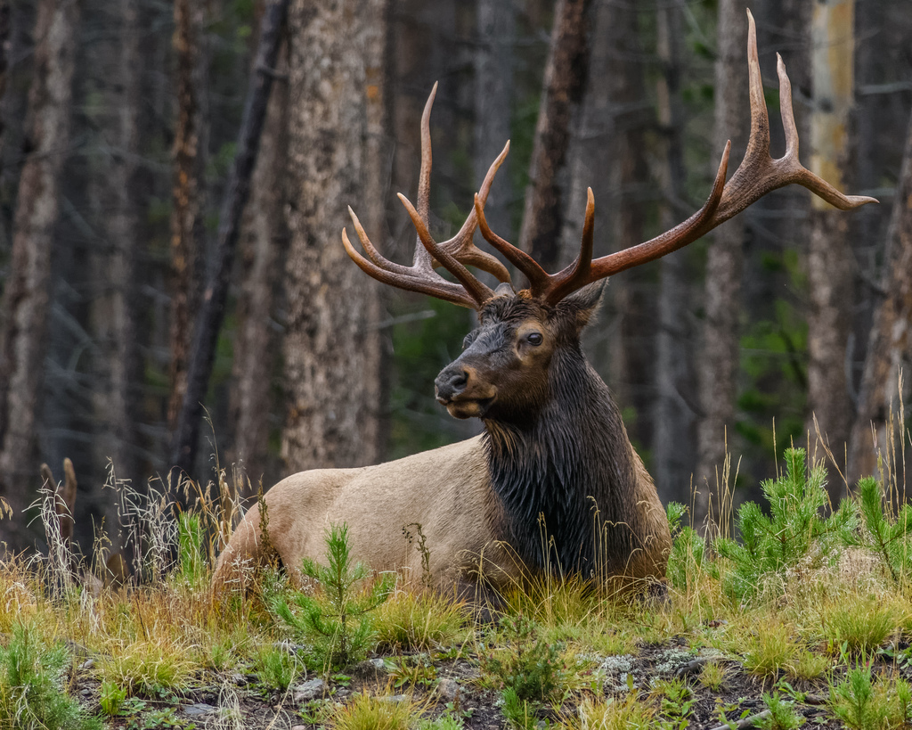 Utah State Animal | Rocky Mountain Elk