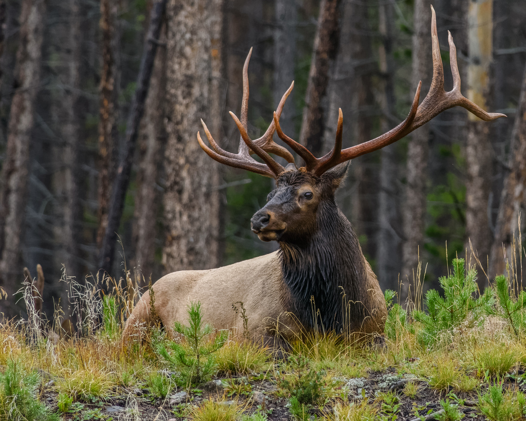 Utah State Animal Rocky Mountain Elk Utah State Animal Rocky Mountain Elk
