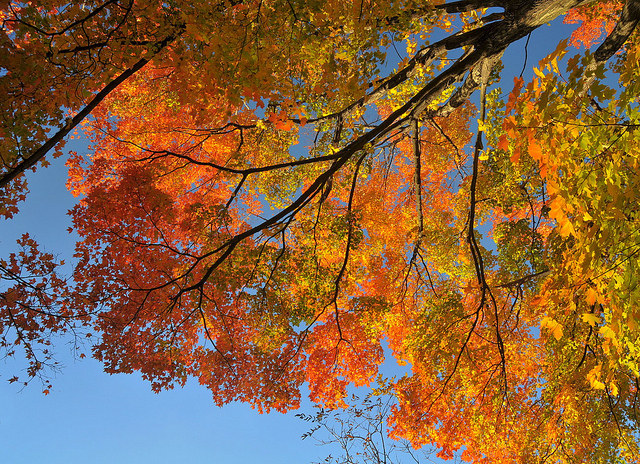 sugar maple tree leaves