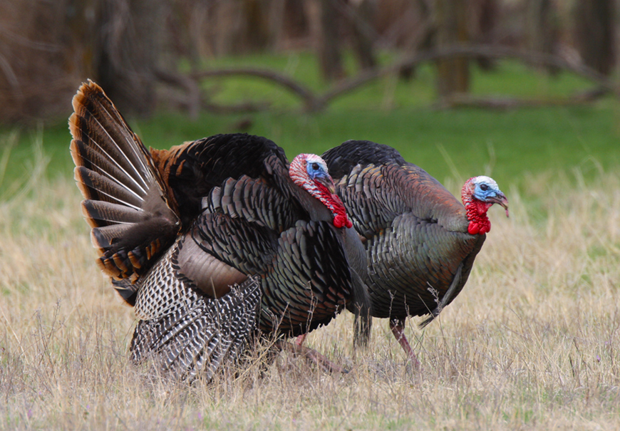 How To Identify Wild Turkey