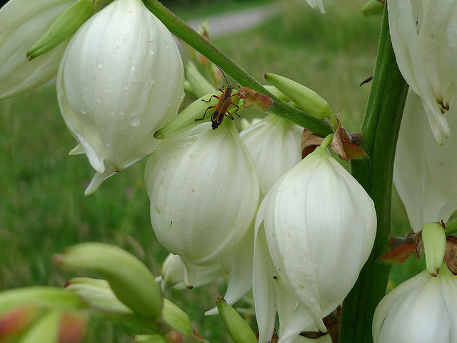 state symbol georgia of photo (use flowers; on permitted with by attribution DM Yucca Flickr