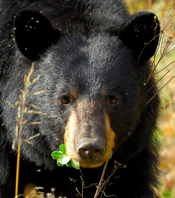 new-mexico-state-animal-black-bear