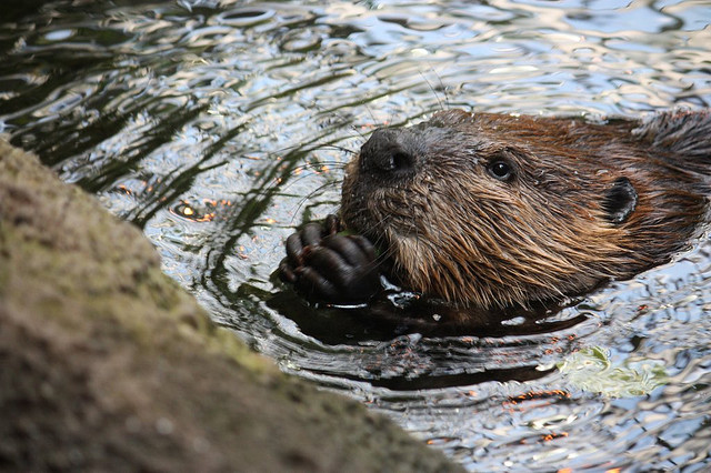 New York State Animal Beaver