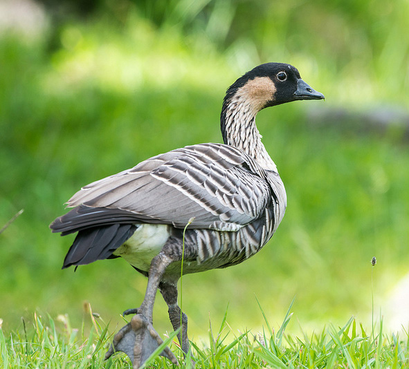 Hawaii State Bird | Nene