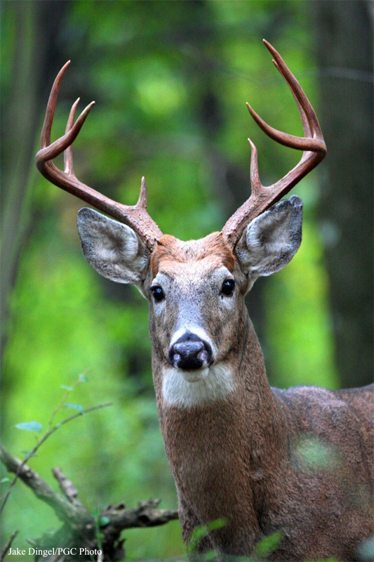 The Deer Rutting Season in the Adirondacks - - The 