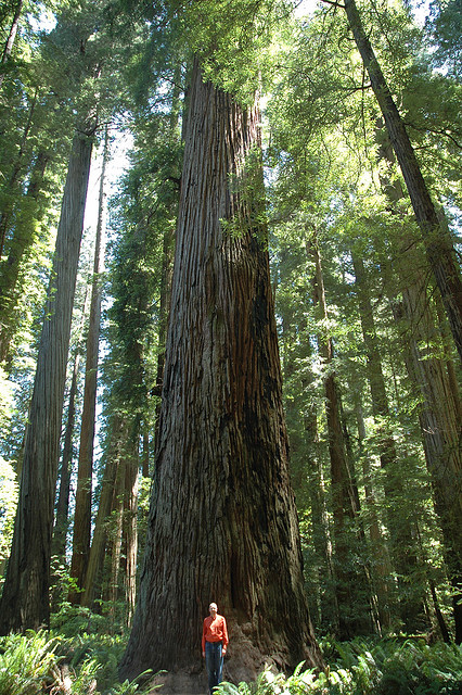 california-state-tree-california-redwood-tree