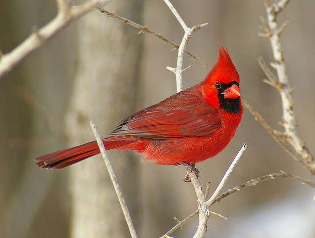 Northern cardinal is a popular bird in northern New Jersey. Male