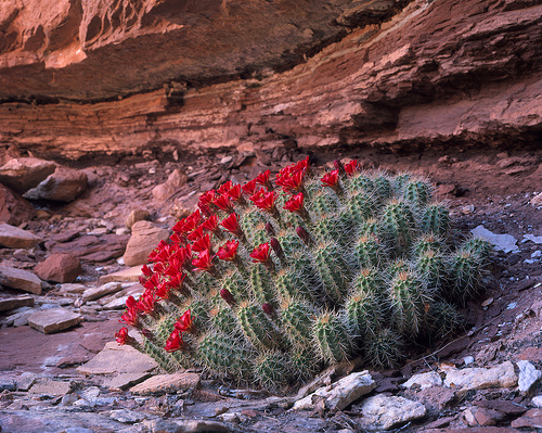 Unique Desert Biome Plants | Claret Cup Cactus