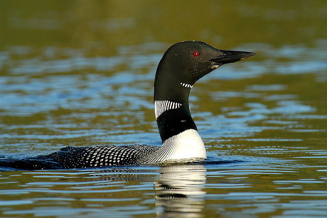 State Bird Of Minnesota Common Loon,Chocolate Dipped Oreos With Sprinkles