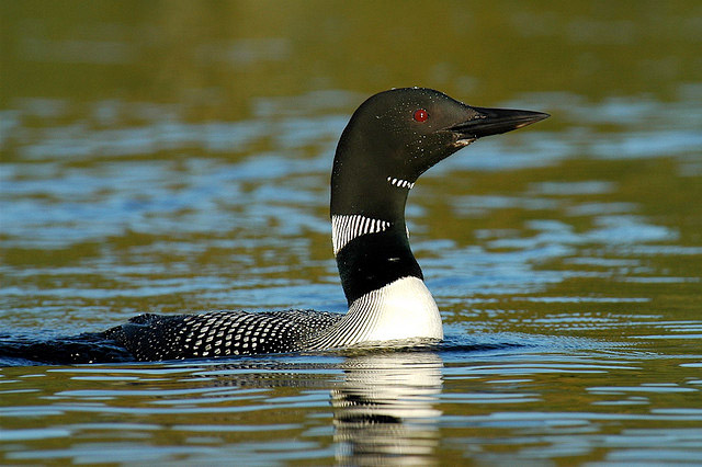 State Bird of Minnesota | Common Loon