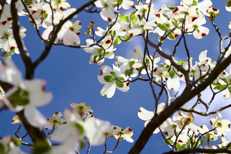 what is the story behind the dogwood tree