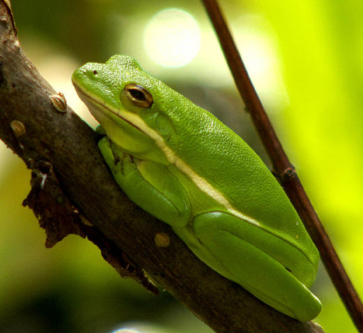 Georgia State Amphibian Green Tree Frog