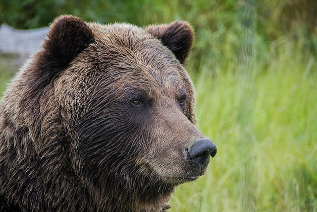 Montana State Animal | Grizzly Bear