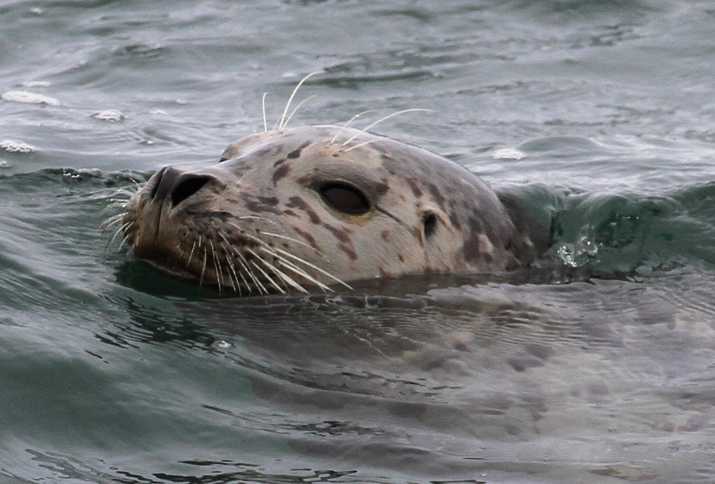 Rhode Island State Marine Mammal Harbor Seal