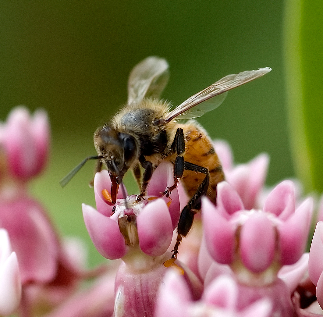 West Virginia State Insect | Honey Bee