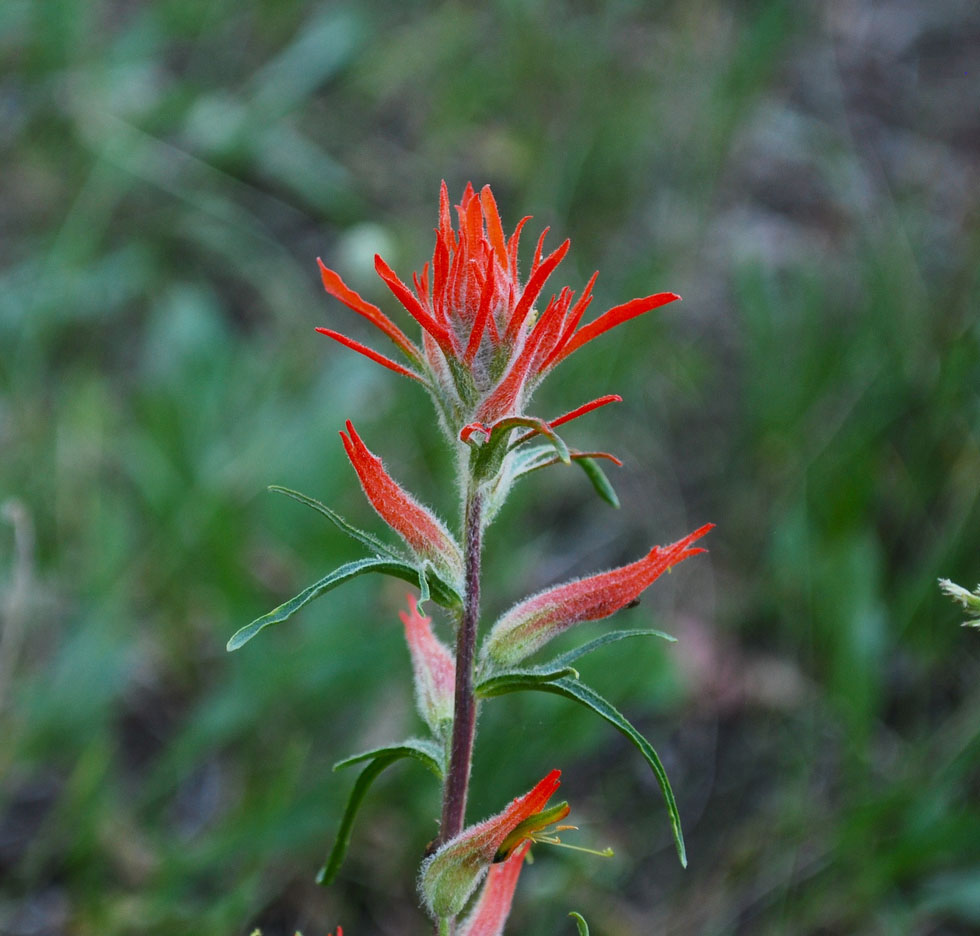 indian paintbrush wyoming