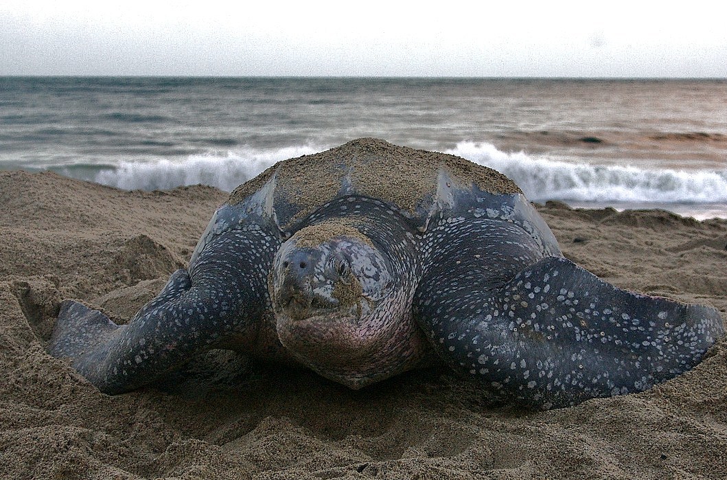 Altid Blind Efterår California State Marine Reptile | Pacific Leatherback Sea Turtle