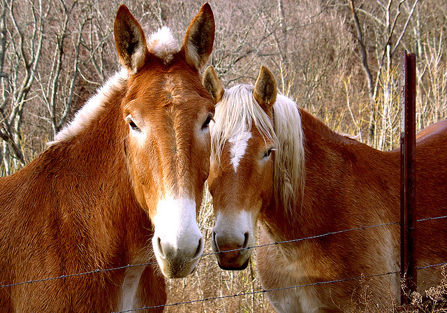 South Carolina State Heritage Work Animal | Mule