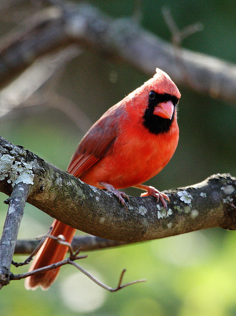 Indiana state bird | Cardinal
