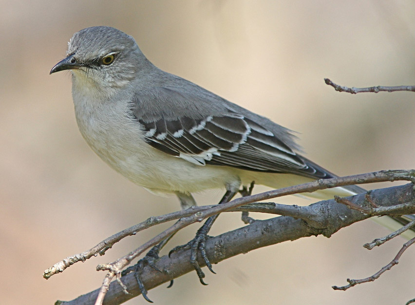 Tennessee State Bird Mockingbird