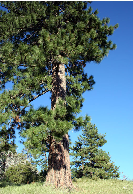 montana-state-tree-ponderosa-pine