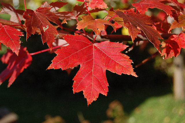 maple leaf tree leaves