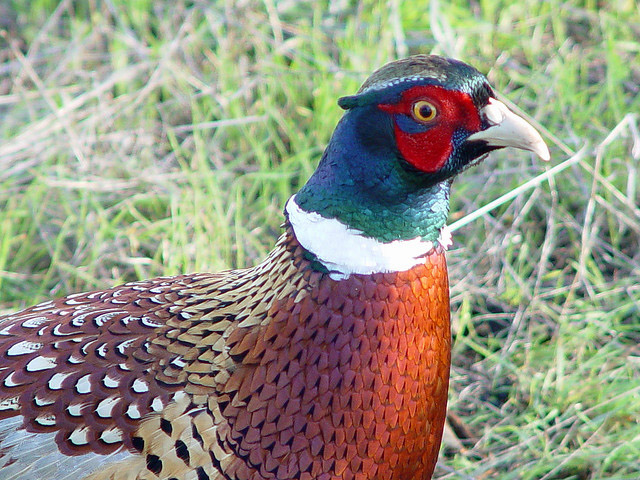 South Dakota State Bird | Ring-Necked Pheasant