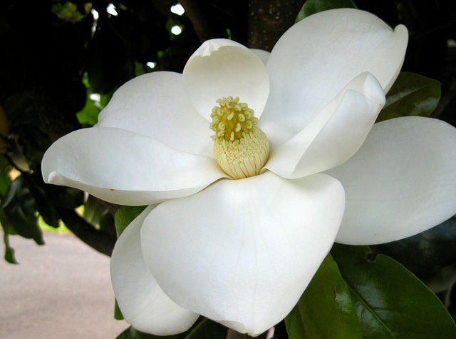 Цветок луизиана фото