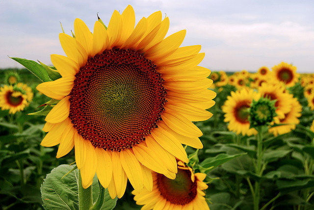 Sunflower | State Symbols USA