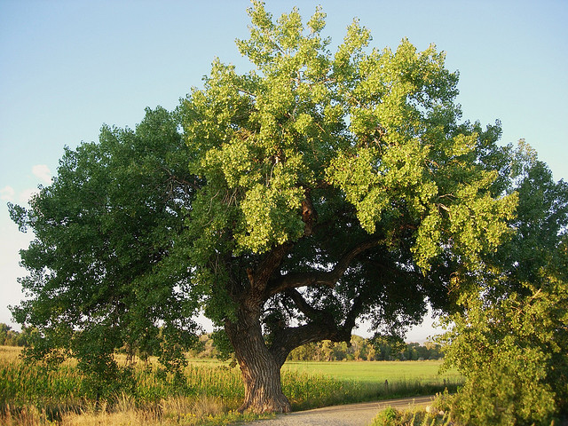 Kansas State Tree | Cottonwood Tree