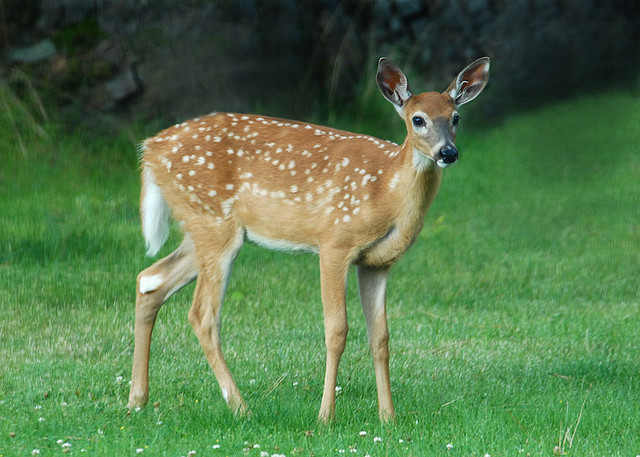 White Tailed Deer State Symbols USA