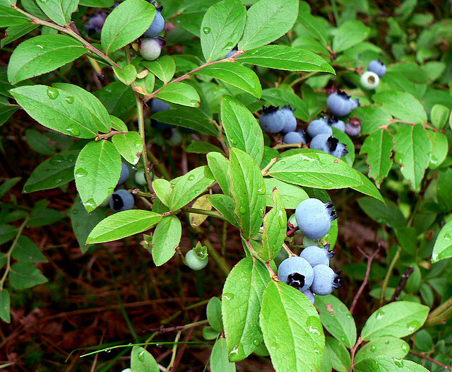 symbol of of georgia state (use Lee photo by Flickr (the on Prigoda Nadia Wild girl) blueberries;