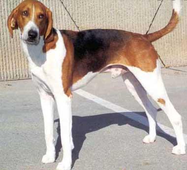 American foxhound American foxhound