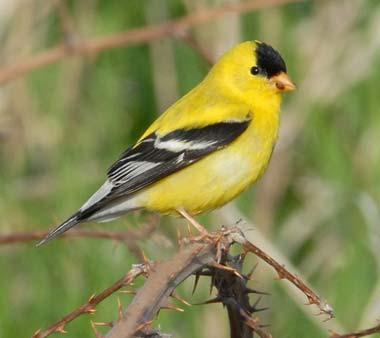Male American goldfinch (willow goldfinch)