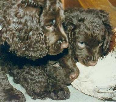 American water spaniels American water spaniels