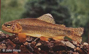 Apache trout (Oncorhynchus apache) Apache trout (Oncorhynchus apache)
