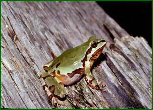 Arizona tree frog Arizona tree frog