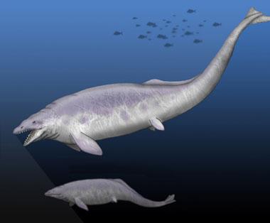 Basilosaurus cetoides Basilosaurus cetoides