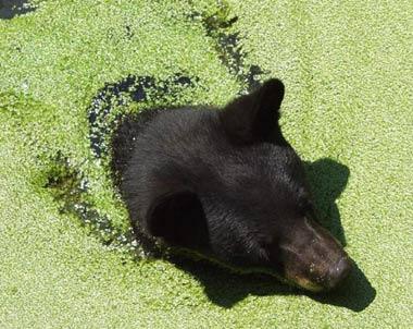 Louisiana black bear Louisiana black bear