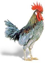 Blue Hen Chicken Blue Hen Chicken