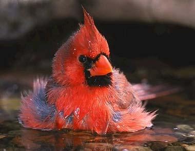 Northern cardinal taking a bath