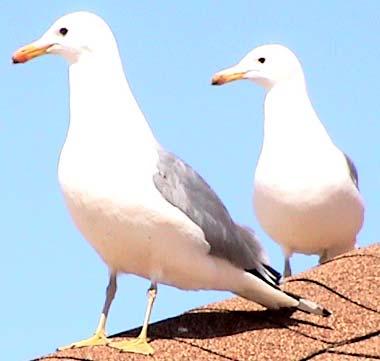 California gulls on Antelope Island, Utah