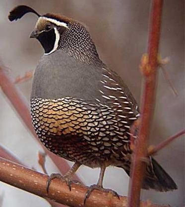 California State Bird California State Bird