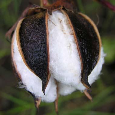boll of cotton