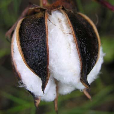 boll of cotton boll of cotton
