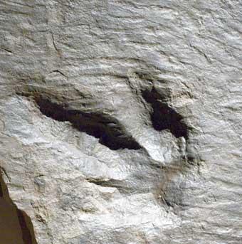 Eubrontes fossil dinosaur track