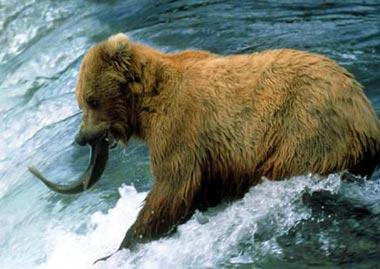 Grizzly bear fishing Grizzly bear fishing