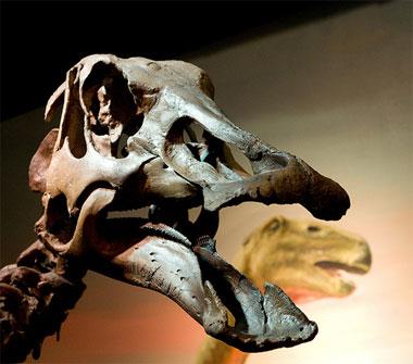 Hadrosaur fossil skull Hadrosaur fossil skull