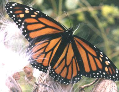 Female monarch butterfly on milkweed